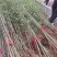 鄢陵竹子种植基地，河南竹子价格