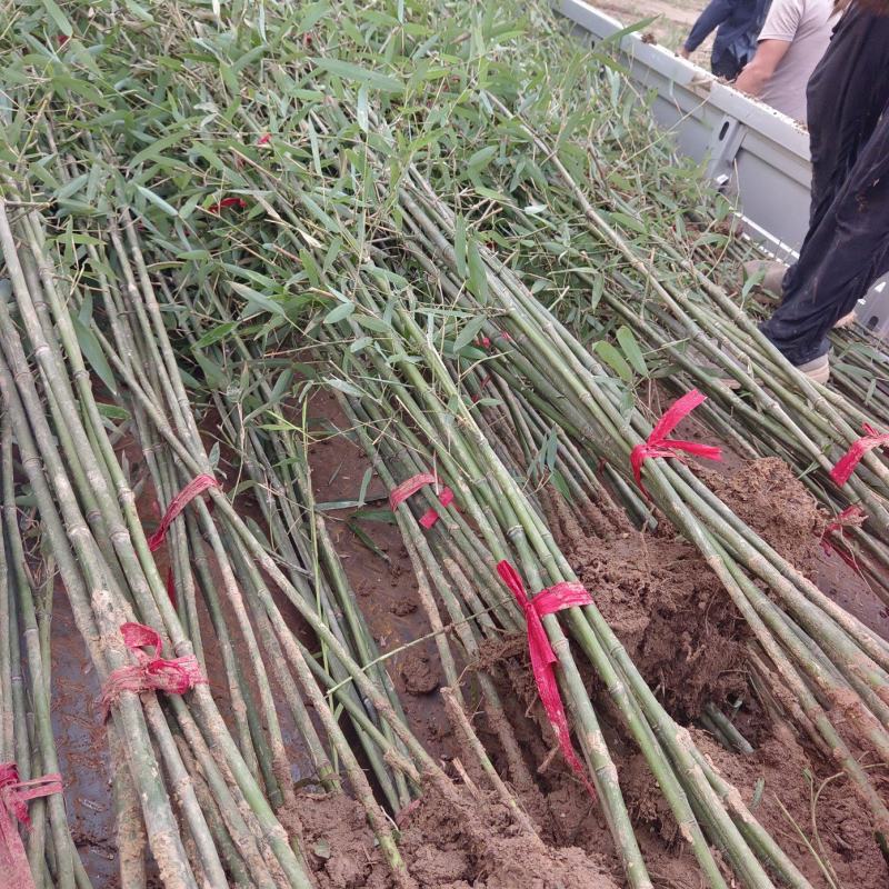 鄢陵竹子种植基地，河南竹子价格