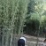 鄢陵竹子种植基地，河南竹子价格