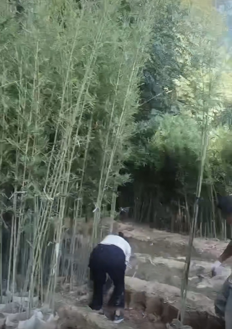 鄢陵竹子种植基地，河南竹子价格