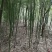 鄢陵竹子种植基地，河南竹子价格
