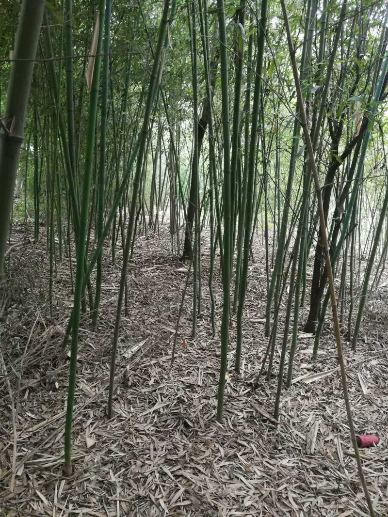 鄢陵竹子种植基地，河南竹子价格