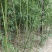 鄢陵竹子种植基地，河南竹子价格