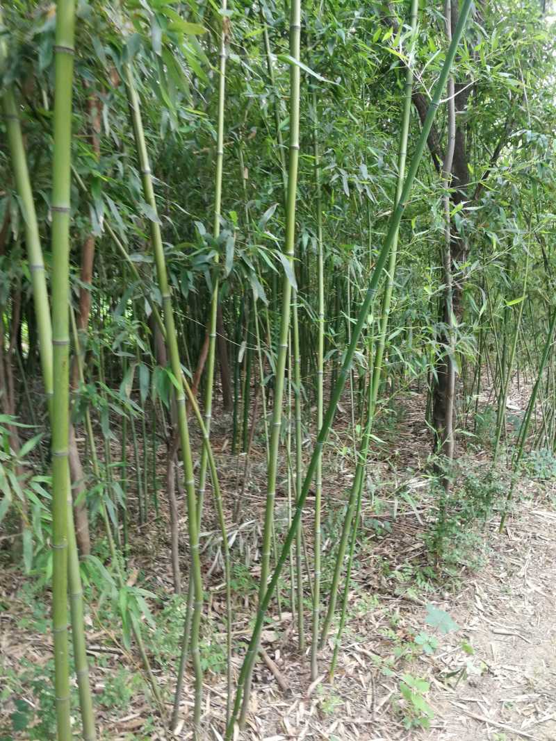鄢陵竹子种植基地，河南竹子价格