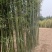 鄢陵竹子种植基地，河南竹子价格