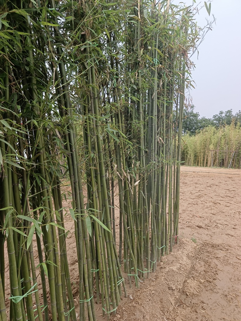鄢陵竹子种植基地，河南竹子价格