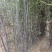 鄢陵竹子种植基地，河南竹子价格
