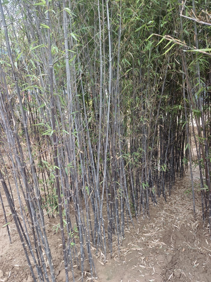 鄢陵竹子种植基地，河南竹子价格