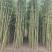 鄢陵竹子种植基地，河南竹子价格