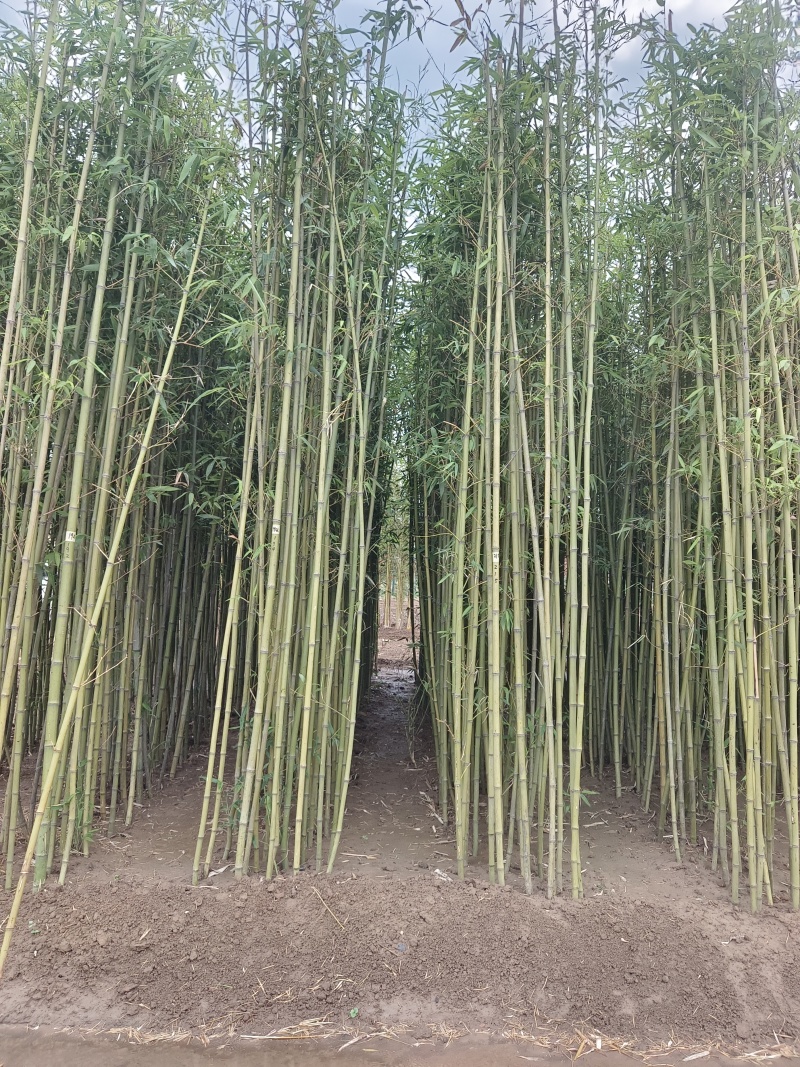 鄢陵竹子种植基地，河南竹子价格