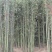 鄢陵竹子种植基地，河南竹子价格