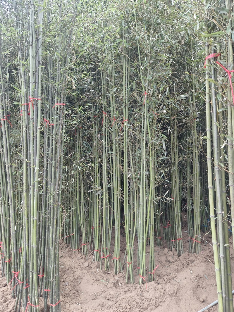 鄢陵竹子种植基地，河南竹子价格