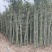 鄢陵竹子种植基地，河南竹子价格