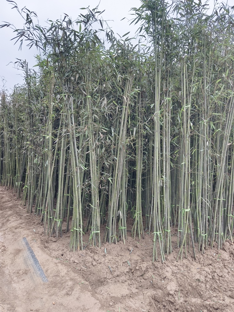 鄢陵竹子种植基地，河南竹子价格