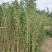 鄢陵竹子种植基地，河南竹子价格