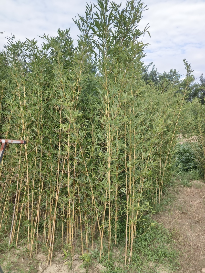 鄢陵竹子种植基地，河南竹子价格
