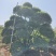 河南省鄢陵县大规格小叶女贞造型树