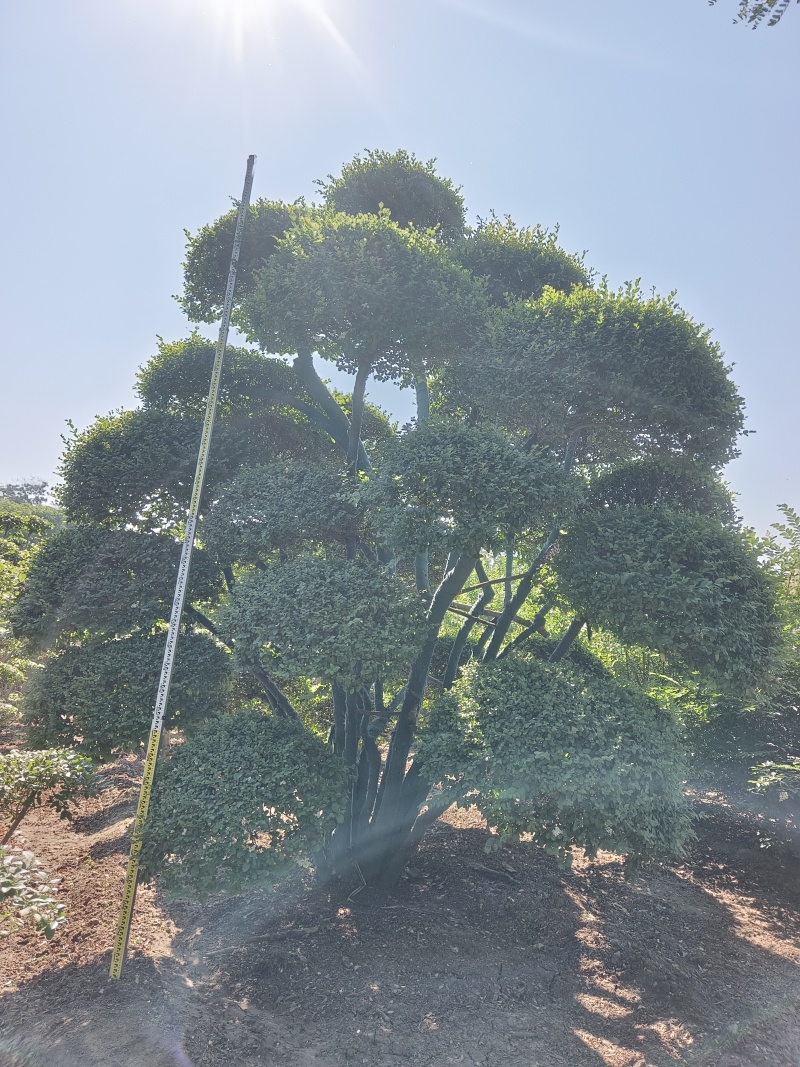 河南省鄢陵县大规格小叶女贞造型树