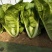 快菜888苦菜种子速生小白菜苗用型白菜无毛品质佳白菜籽