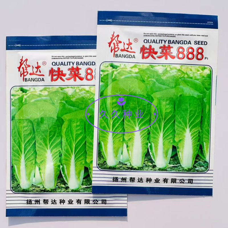 快菜888苦菜种子速生小白菜苗用型白菜无毛品质佳白菜籽