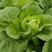 快菜888苦菜种子速生小白菜苗用型白菜无毛品质佳白菜籽