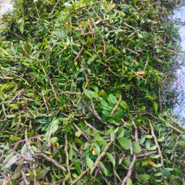 精选铁皮石斛鲜条带叶发货云南特产产地直发