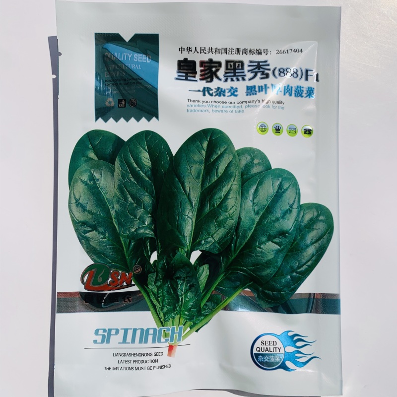 **黑秀菠菜种子一代杂交黑叶厚肉菠菜种子抗病直立性好