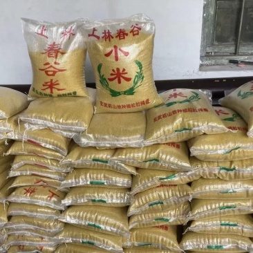 老家自己种的临朐正宗上林小米，好喝黏稠暖心又暖胃