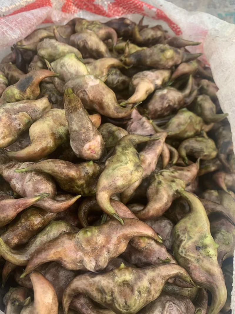 淮河大青菱大量上市，产地发货，一手货源，保质保量欢迎咨询