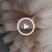 纯白丝瓜络，种植基地千亩新货20吨开免税发票。洗澡洗碗