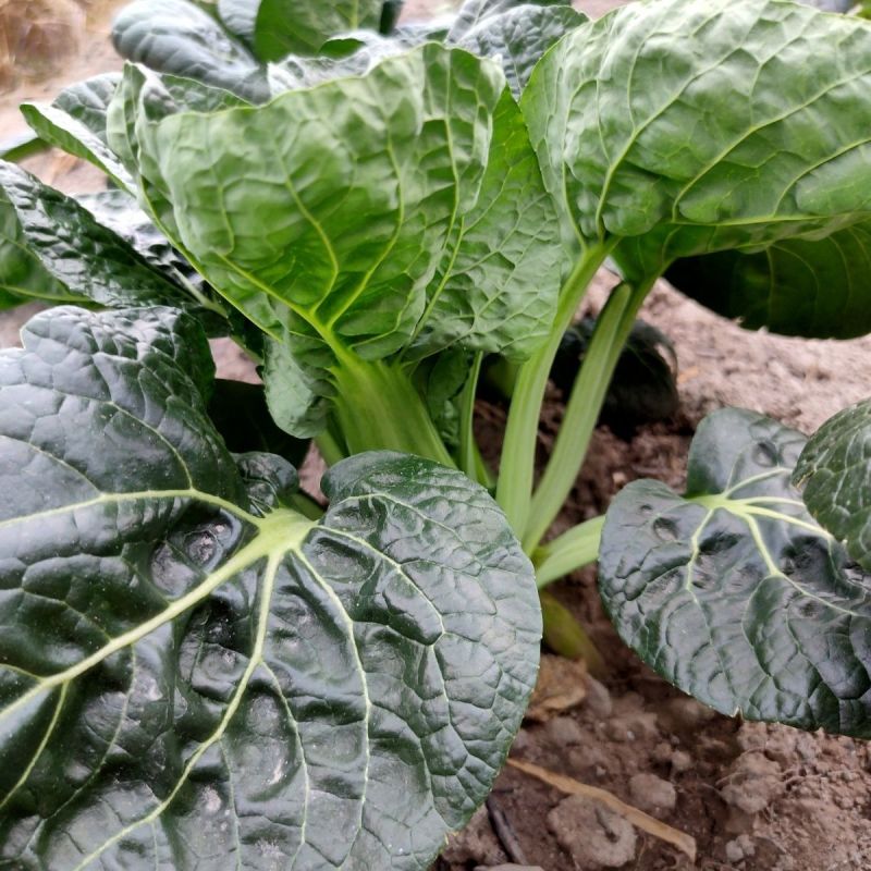 春不老精选黑有油营养菜青菜种子抗寒性强抽苔晚大田用