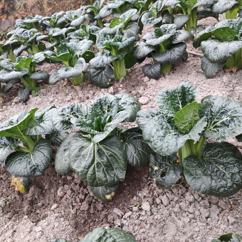 春不老精选黑有油营养菜青菜种子抗寒性强抽苔晚大田用