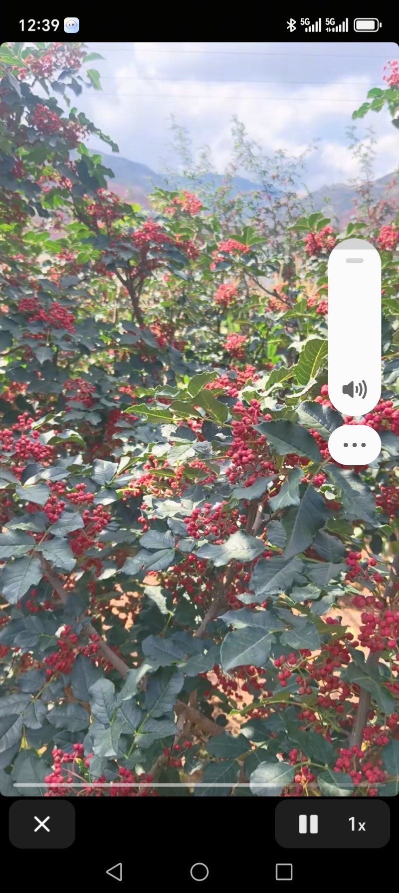 花椒武都花椒精品花椒产地直供一手货源欢迎咨询
