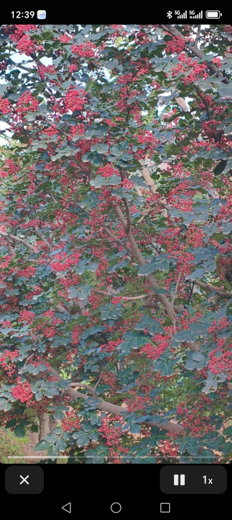 花椒武都花椒精品花椒产地直供一手货源欢迎咨询