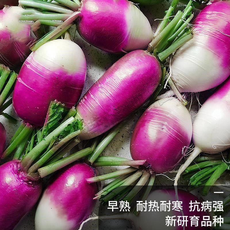 一点红萝卜种子水果小罗卜种籽红皮四季播盆栽甜脆秋季蔬菜孑