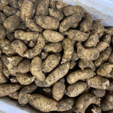 鲜天麻，基地一手货源大量供应，货源稳定