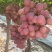 红提