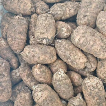 鲜天麻，基地一手货源大量供应，货源稳定