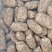 鲜天麻，基地一手货源大量供应，货源稳定