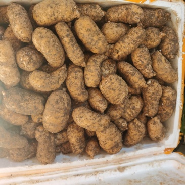 新鲜天麻，基地一手货源，大量供应，货源稳定