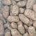 新鲜天麻，基地一手货源，大量供应，货源稳定