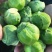 华丰孢子甘蓝种子孢子甘蓝小包菜卷心菜包心菜籽四季播种蔬菜