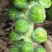 华丰孢子甘蓝种子孢子甘蓝小包菜卷心菜包心菜籽四季播种蔬菜