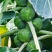 华丰孢子甘蓝种子孢子甘蓝小包菜卷心菜包心菜籽四季播种蔬菜