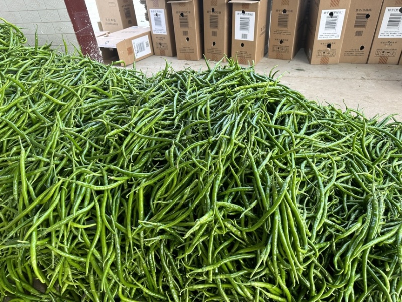 精品线椒辣椒产地直发一手货源充足规格齐全可发