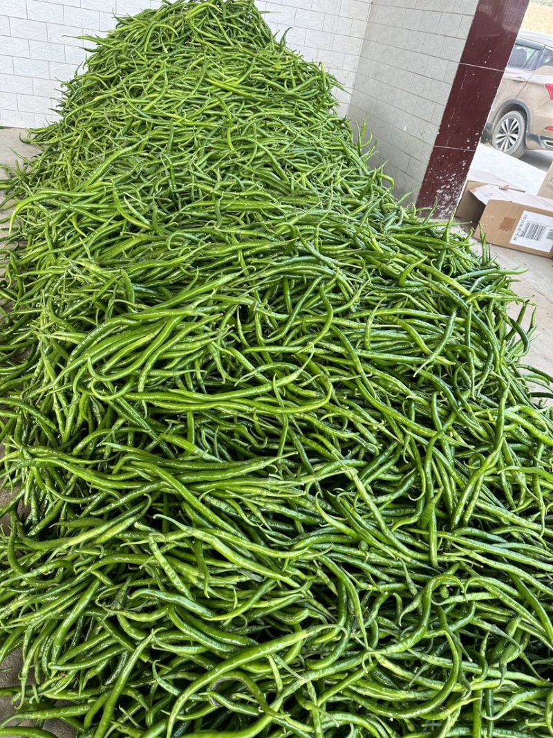 精品线椒辣椒产地直发一手货源充足规格齐全可发