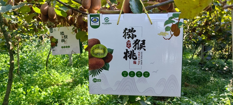 贵州修文正宗贵长猕猴桃