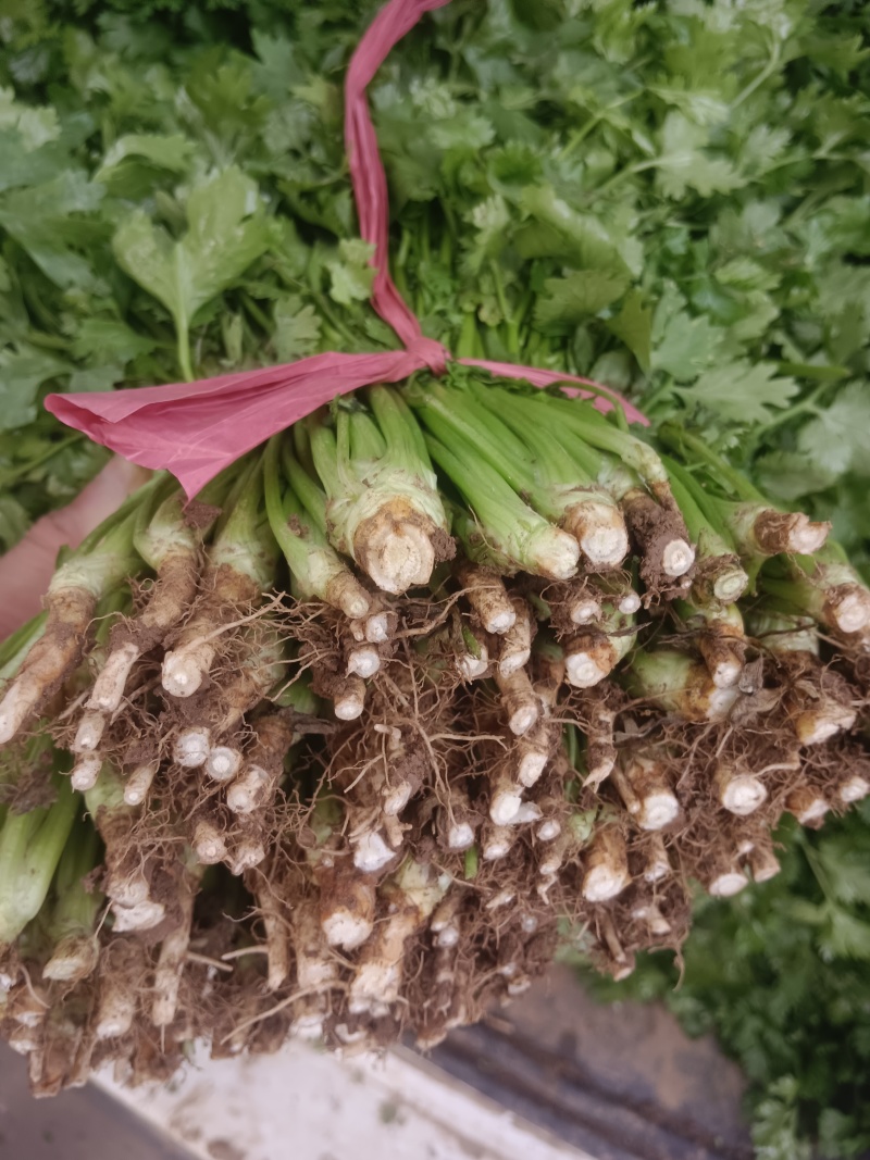 河北邯郸市临漳县习文镇香菜精品，通货，食堂货都有欢迎考察