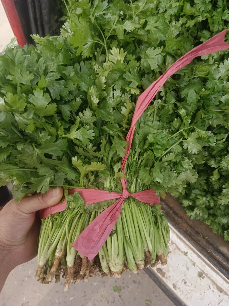 河北邯郸市临漳县习文镇香菜精品，通货，食堂货都有欢迎考察