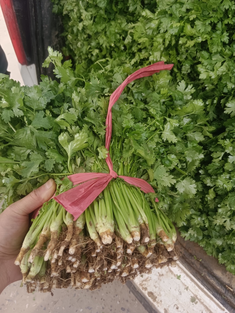 河北邯郸市临漳县习文镇香菜精品，通货，食堂货都有欢迎考察